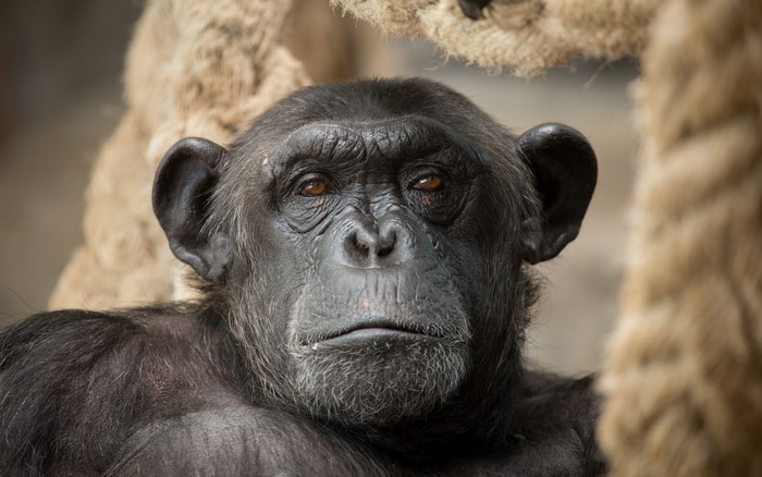 Chimpanzee looking forward with a serious expression