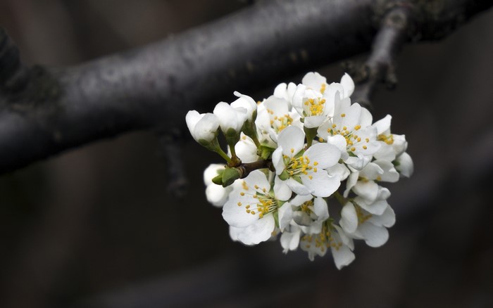 White plum blossoms on a dark branch