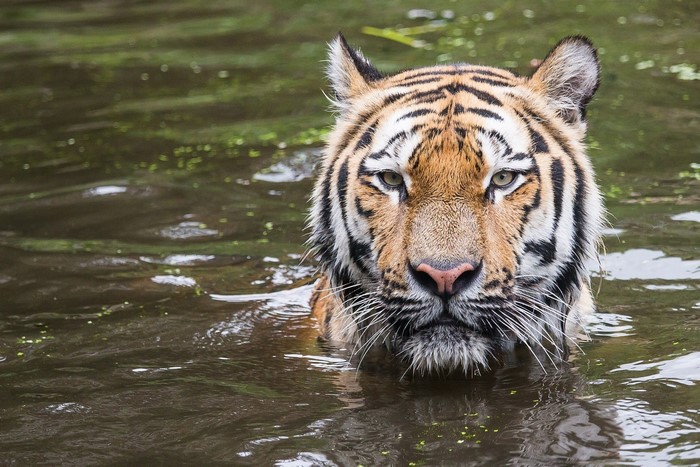 Tiger in water