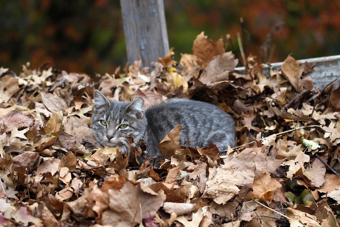 A tabby cat rests in a pile of autumn leaves