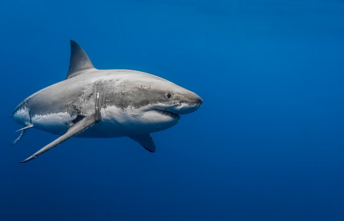 Great White Shark swimming in blue ocean