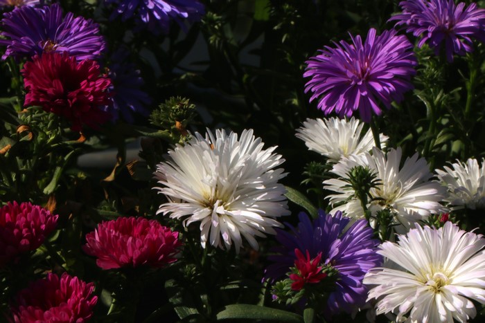 4K Asters Closeup