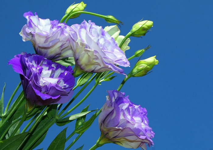 Purple and white Eustoma flowers against blue sky