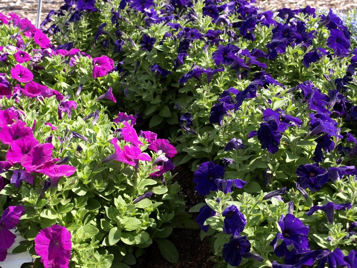 Purple and Pink Petunias in Bloom