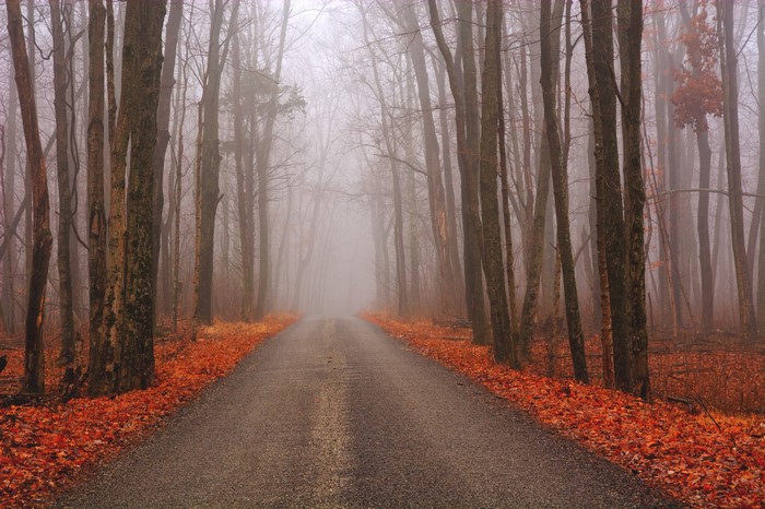 Road through a foggy autumn forest with fallen leaves