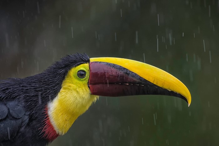 Toucans Birds Rain Beak