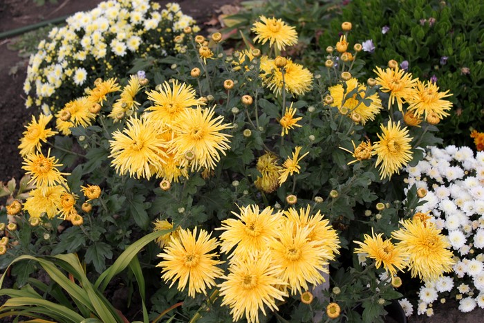 Yellow Chrysanthemums in a Garden