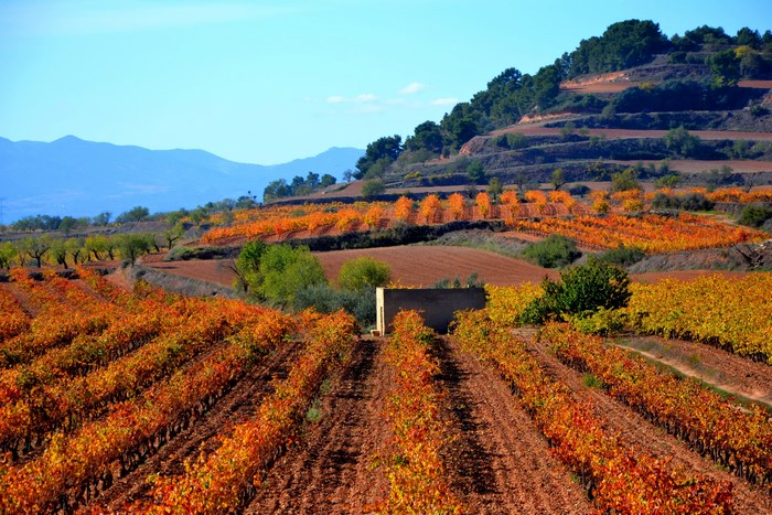 Catalonia Spain Scenery Fields Shrubs
