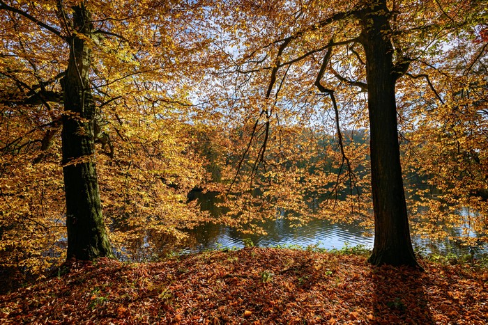 Autumn foliage by a river in Castle De Haar park, Netherlands