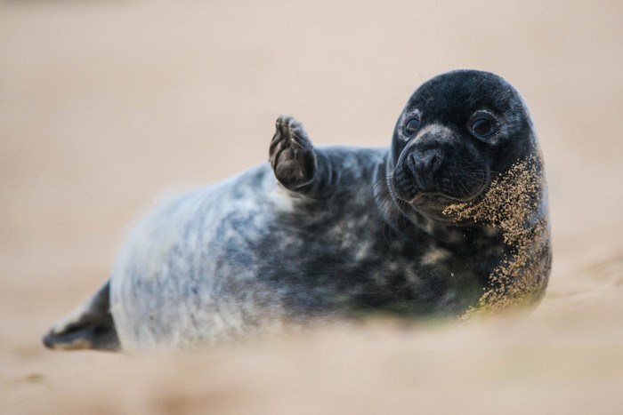 A baby seal on a sandy beach