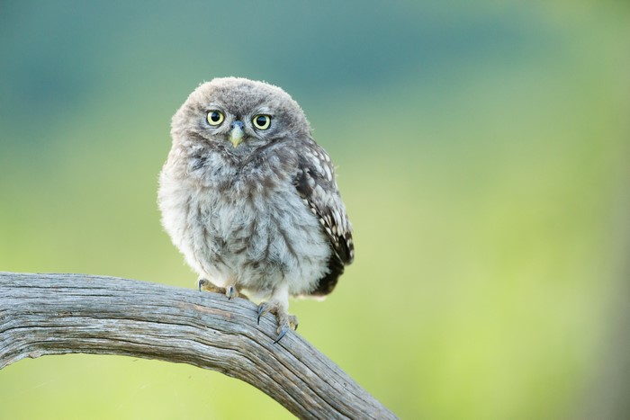 A young owl perched on a branch