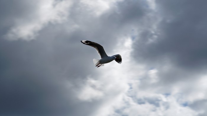 Seagull flying in cloudy sky