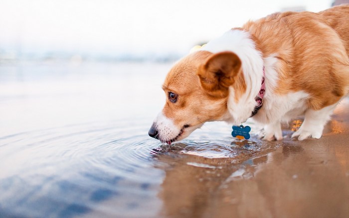 Welsh Corgi drinking water at the edge of a body of water