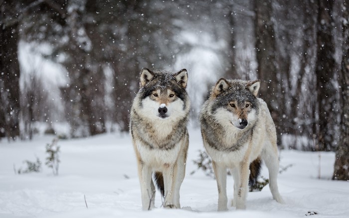 Two wolves in a snowy forest