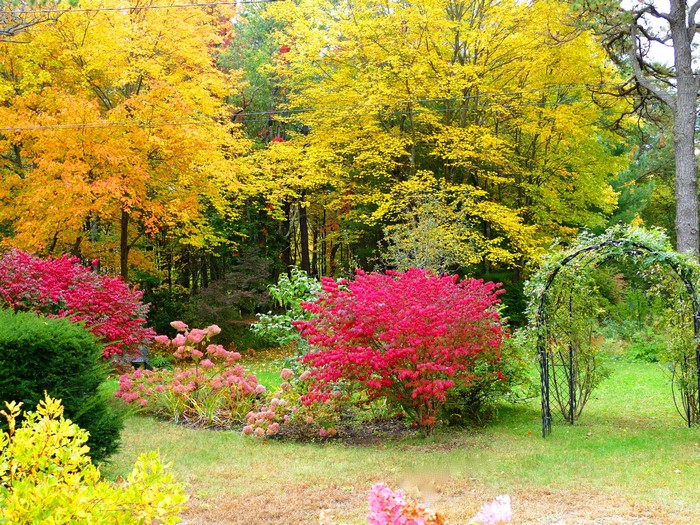 Autumn Garden with Colorful Trees and Shrubs