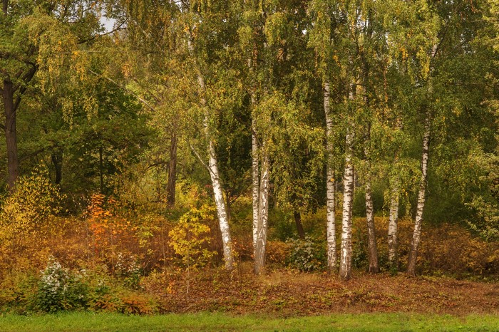 Autumn park in Pavlovsk, Russia with birch trees