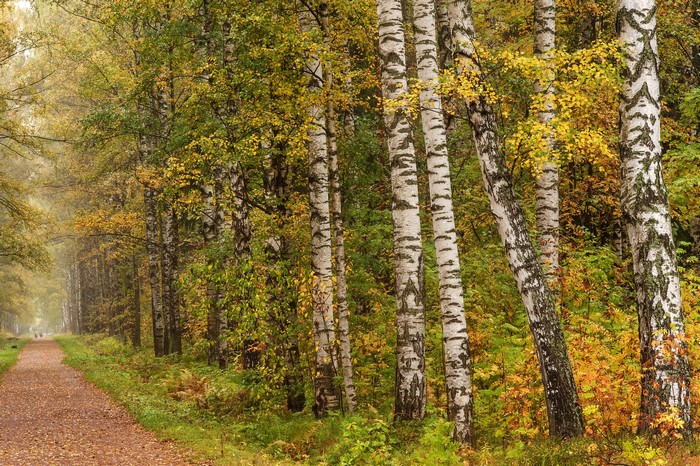 Autumn birch forest path in Pavlovsk, Russia