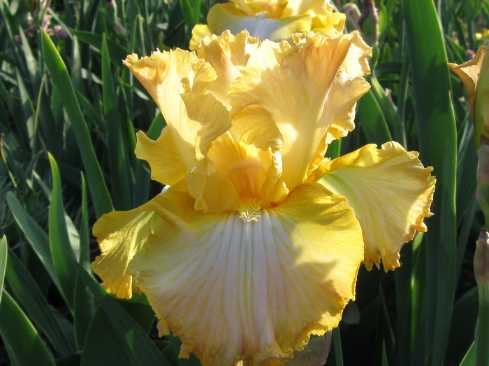 Yellow Iris flower with ruffled petals
