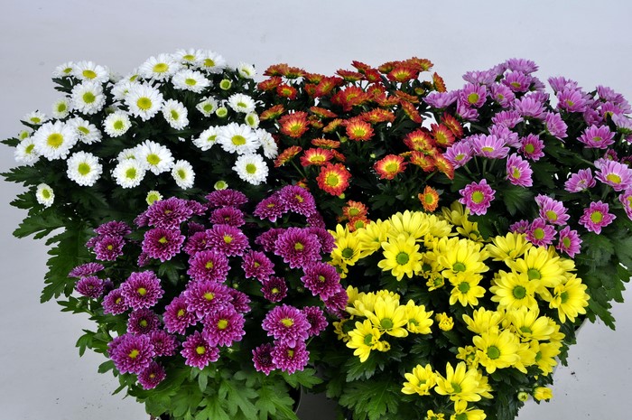 4K Chrysanthemums