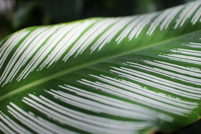 Closeup of a green leaf with white stripes