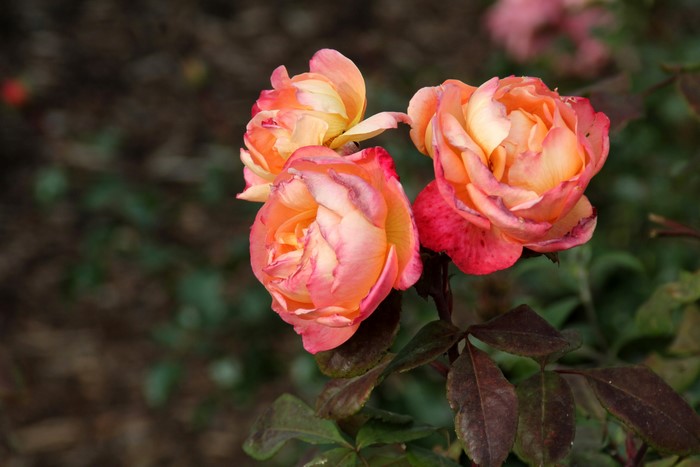 Three pink and orange roses
