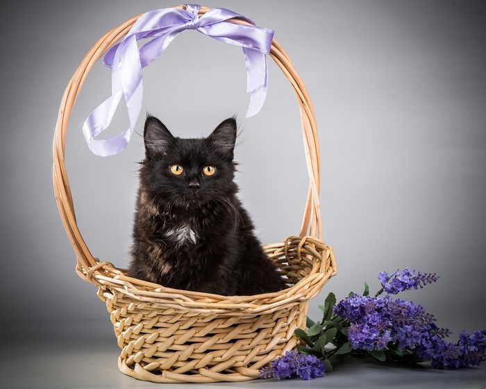 Black cat in a wicker basket with a purple bow