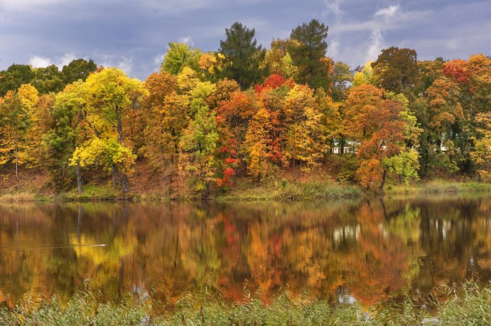 Autumn trees reflecting in a river in Pavlovsk, Russia