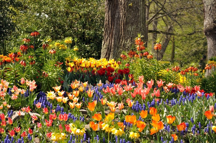 4K Tulips and Fritillaria in Mainau, Germany