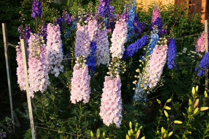 Tall Delphinium flowers in pink and blue