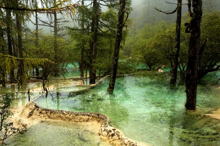 Terraced pools and trees in a misty forest