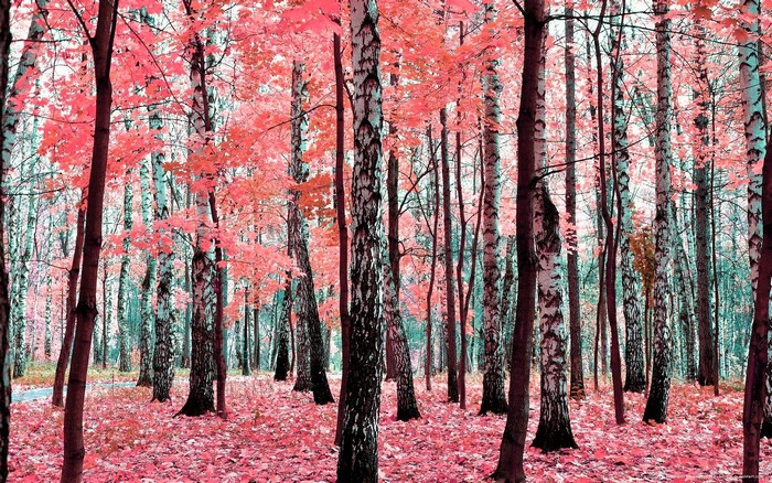 Pink autumn forest with birch trees