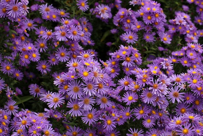 Many violet chrysanthemums in bloom