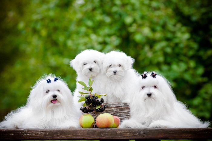Four Maltese puppies with apples and berries