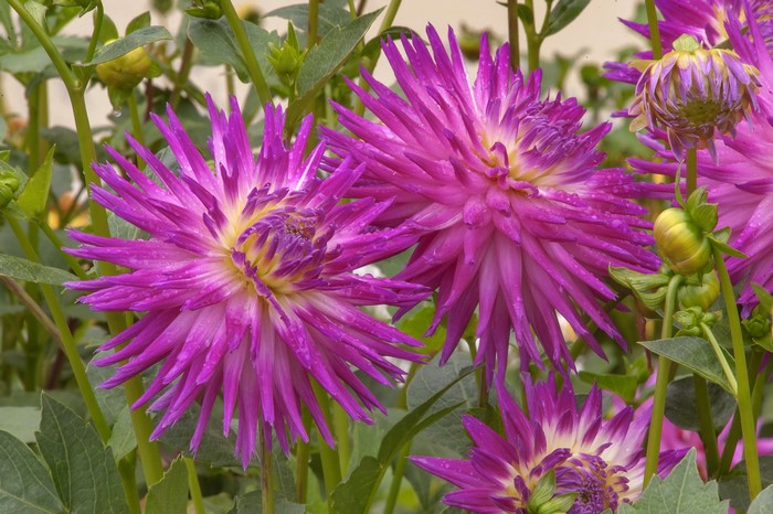 Close-up of pink dahlias with buds