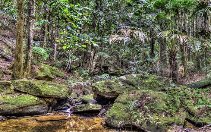 Forest stream with mossy rocks and palm trees