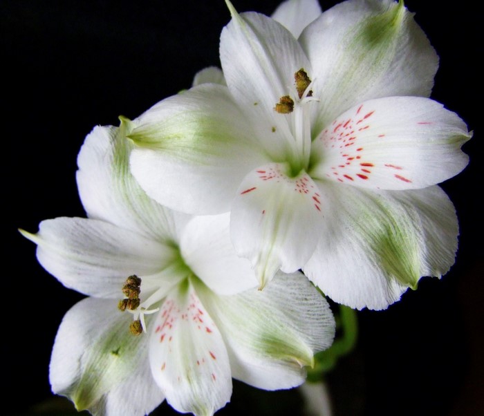Two white alstroemeria flowers with red spots