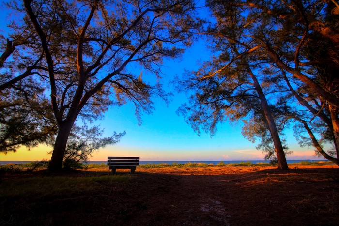 Bench overlooking the ocean through trees at sunset