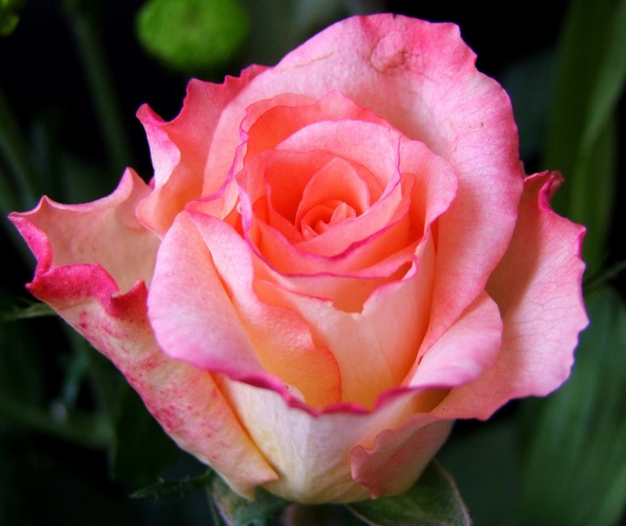Close-up of a pink and orange rose