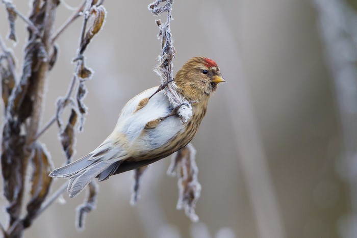 Common redpoll bird perched on a frosty branch