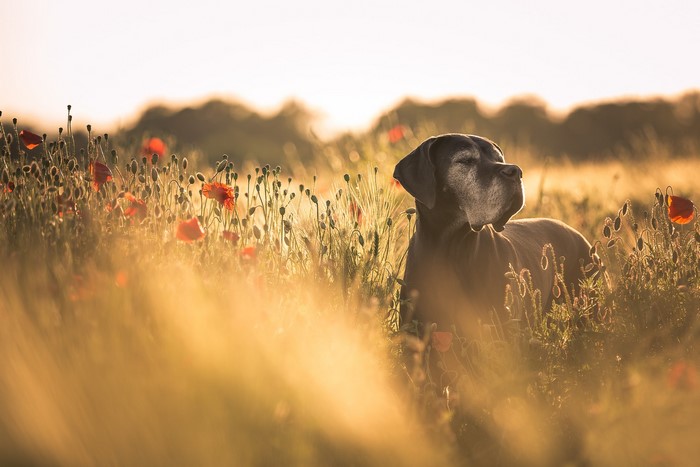 Great Dane dog in a field of poppies at sunset