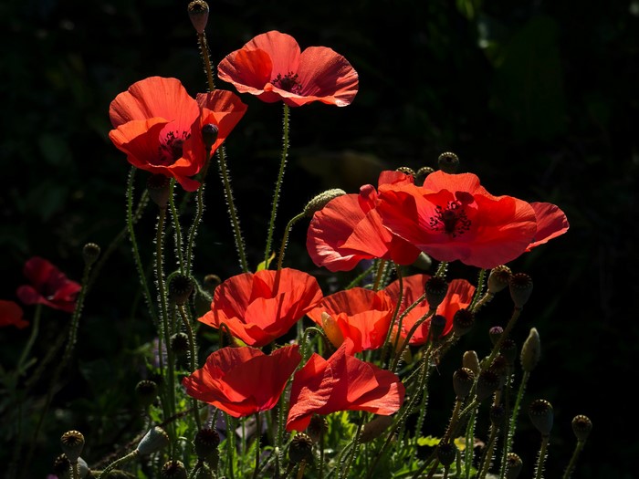 4K Red Poppies Closeup
