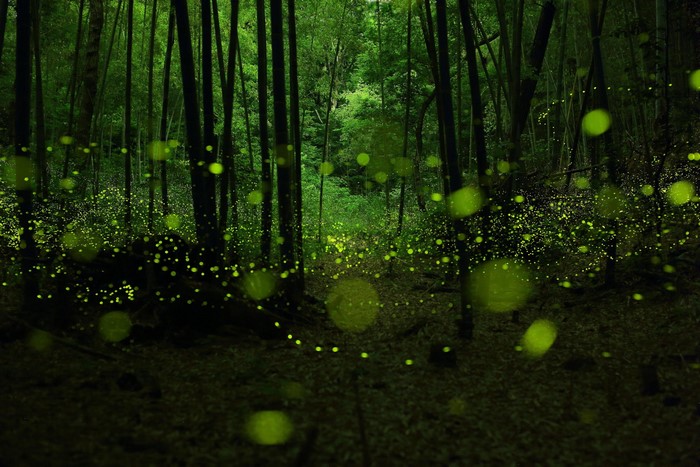 Fireflies in a dark bamboo forest at night