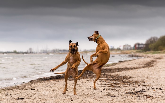 Two dogs jumping on a beach near the water
