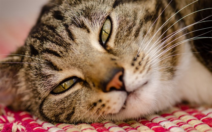 Close-up of a tabby cat's face