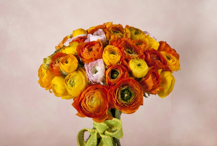 Bouquet of Orange, Yellow, and Pink Ranunculus Flowers