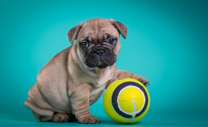 French Bulldog puppy with a tennis ball
