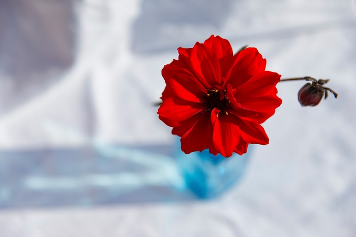 Red Dahlia in a blue vase
