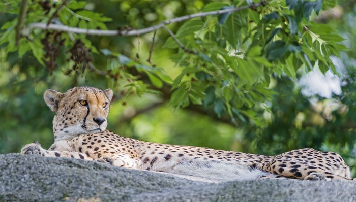 Cheetah resting on a rock
