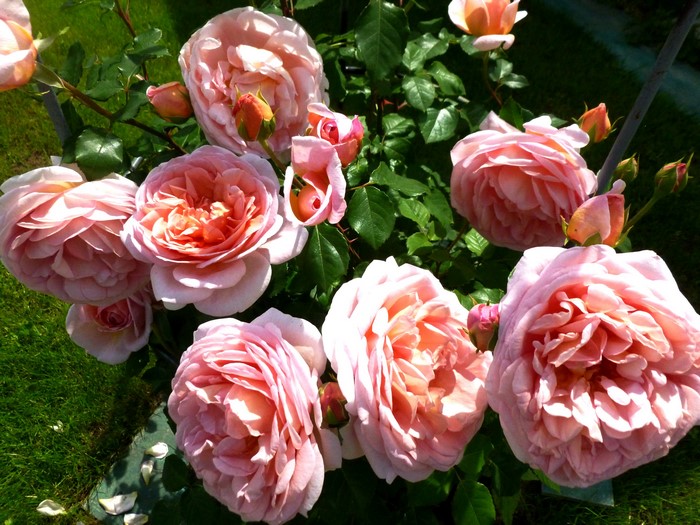 Pink roses in a garden