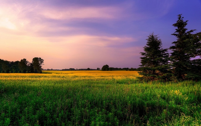 Field of yellow flowers at sunset with trees